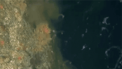 土耳其：馬爾馬拉海&ldquo;海鼻涕&rdquo;泛濫成災