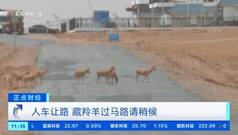 青海：直擊&ldquo;高原精靈&rdquo;藏羚羊遷徙