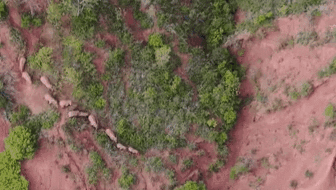 &ldquo;象&rdquo;往何方？ 象群正翻山南行 當?shù)赜行蚴枭⑷罕? /></a>
<div   id=