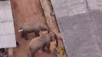 圈粉無數的&ldquo;大象旅行團&rdquo;走到哪兒了？