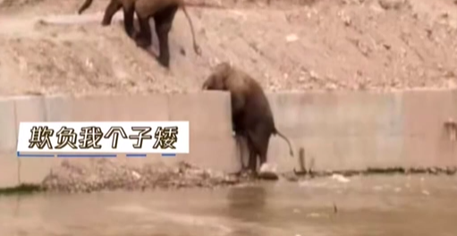 云南 ：大象旅行團的&ldquo;尷尬瞬間&rdquo;