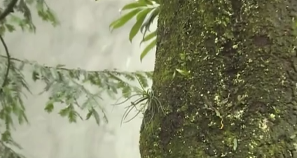 四川樂(lè)山：珍稀植物&ldquo;峨眉槽舌蘭&rdquo;繁育成功