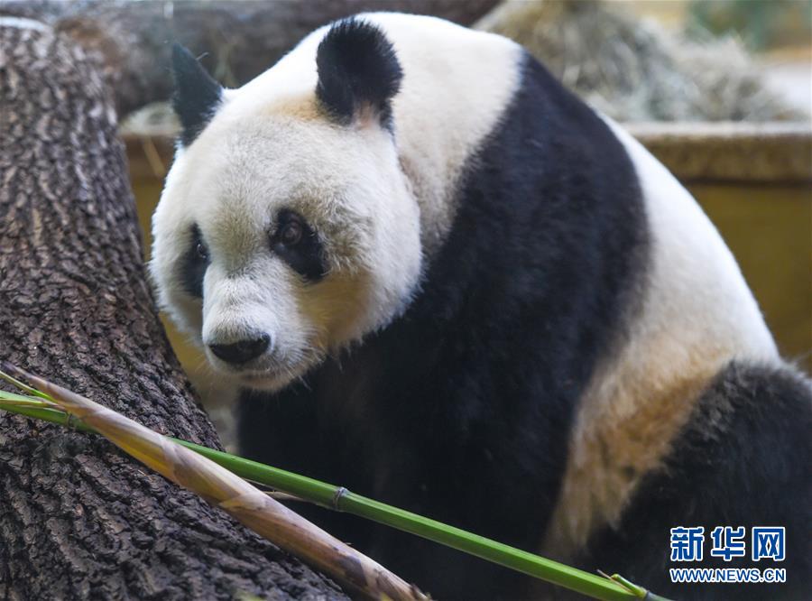 （國(guó)際）（5）大熊貓&ldquo;園園&rdquo;正式亮相維也納