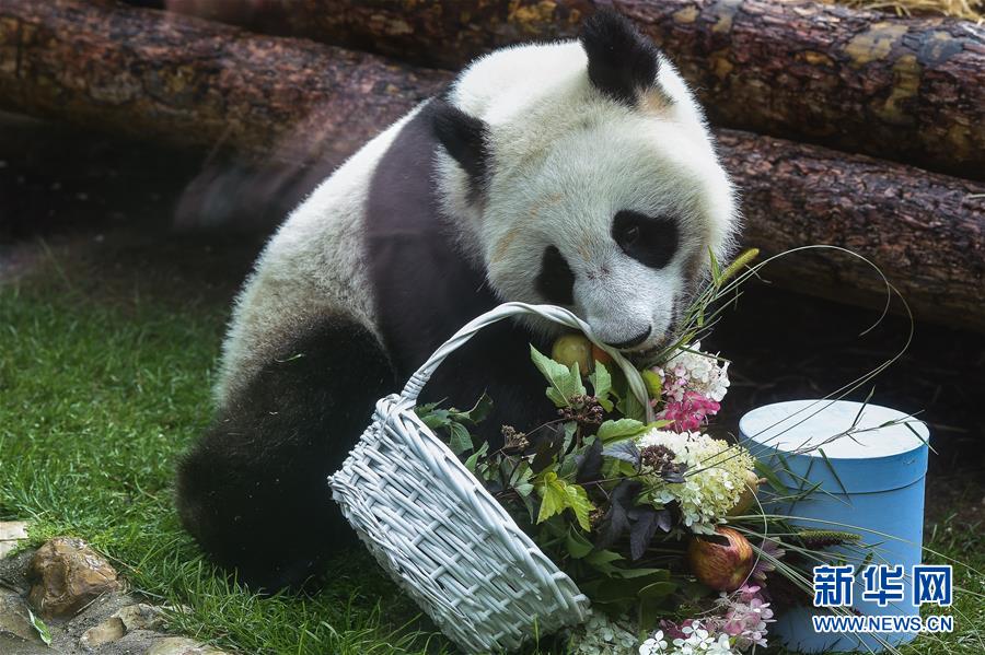（國際）（4）莫斯科動物園為大熊貓&ldquo;如意&rdquo;和&ldquo;丁丁&rdquo;慶生