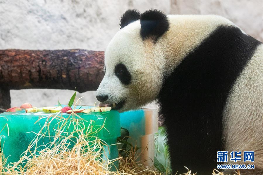 （國(guó)際）（5）莫斯科動(dòng)物園為大熊貓&ldquo;如意&rdquo;和&ldquo;丁丁&rdquo;慶生