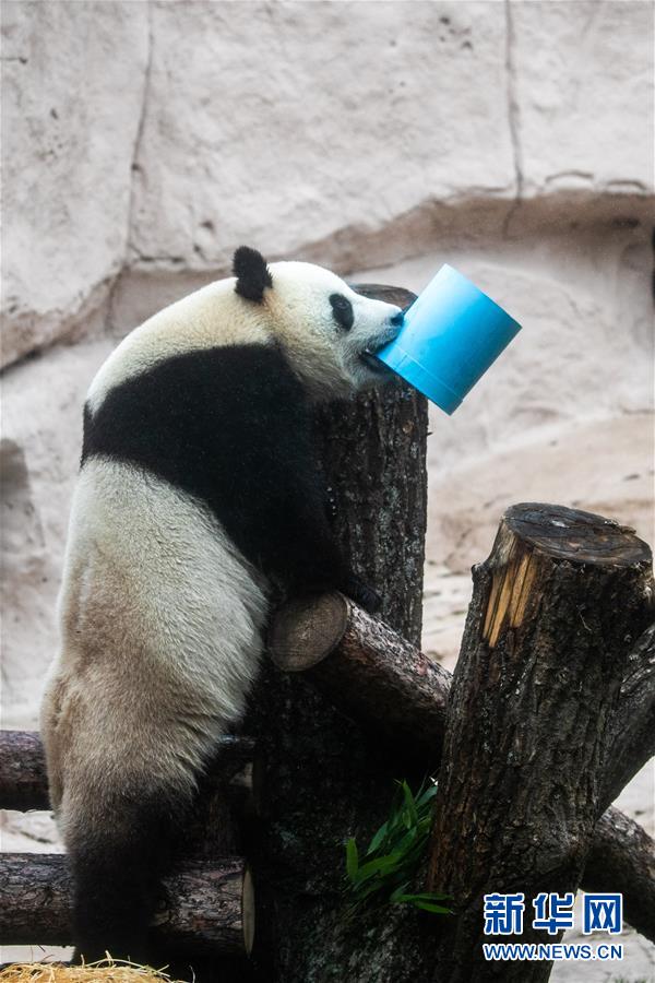 （國(guó)際）（6）莫斯科動(dòng)物園為大熊貓&ldquo;如意&rdquo;和&ldquo;丁丁&rdquo;慶生