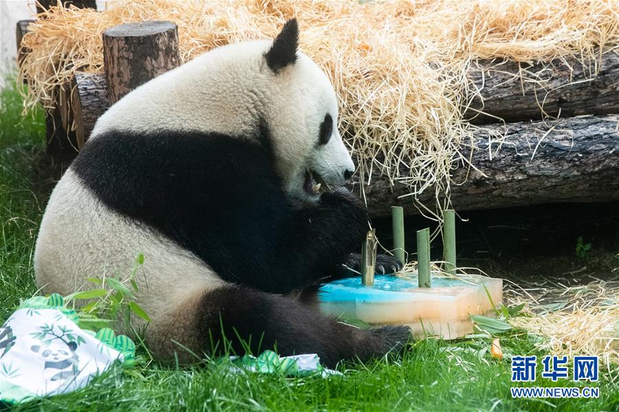 （國(guó)際）（7）莫斯科動(dòng)物園為大熊貓&ldquo;如意&rdquo;和&ldquo;丁丁&rdquo;慶生