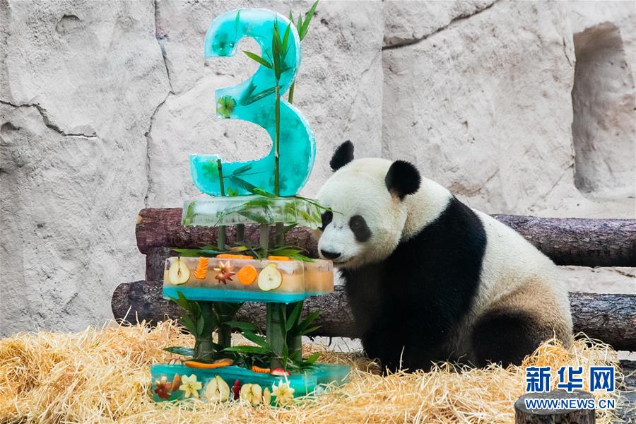 （國(guó)際）（9）莫斯科動(dòng)物園為大熊貓&ldquo;如意&rdquo;和&ldquo;丁丁&rdquo;慶生