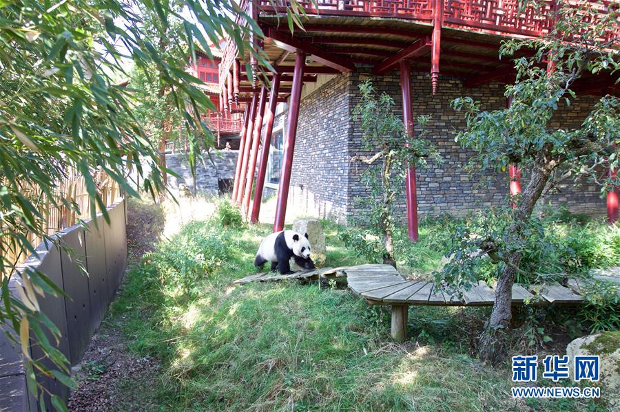 （國際&middot;圖文互動）（4）旅荷大熊貓寶寶取名&ldquo;梵星&rdquo;