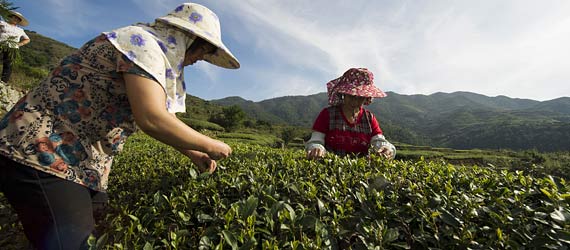 福建泉州：伴&ldquo;海絲&rdquo;茶香海外