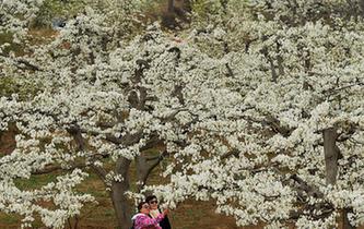 梨花爭艷春滿園