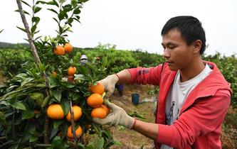 &ldquo;90后&rdquo;返鄉大學生的創業夢