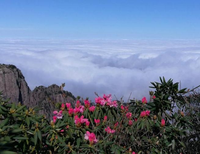 安徽黃山奔騰云海與盛放杜鵑&ldquo;競秀&rdquo;