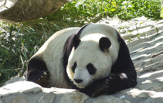 陽光下的&ldquo;滾滾&rdquo;搞怪賣萌惹人愛