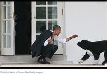 奧巴馬競選打寵物牌 &ldquo;第一狗&rdquo;成旗手